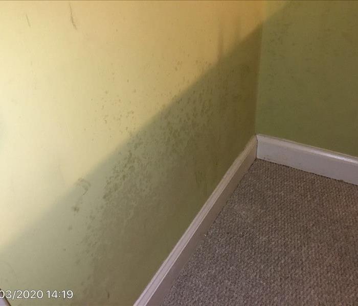 Mold damage clean up will need a HEPA filter